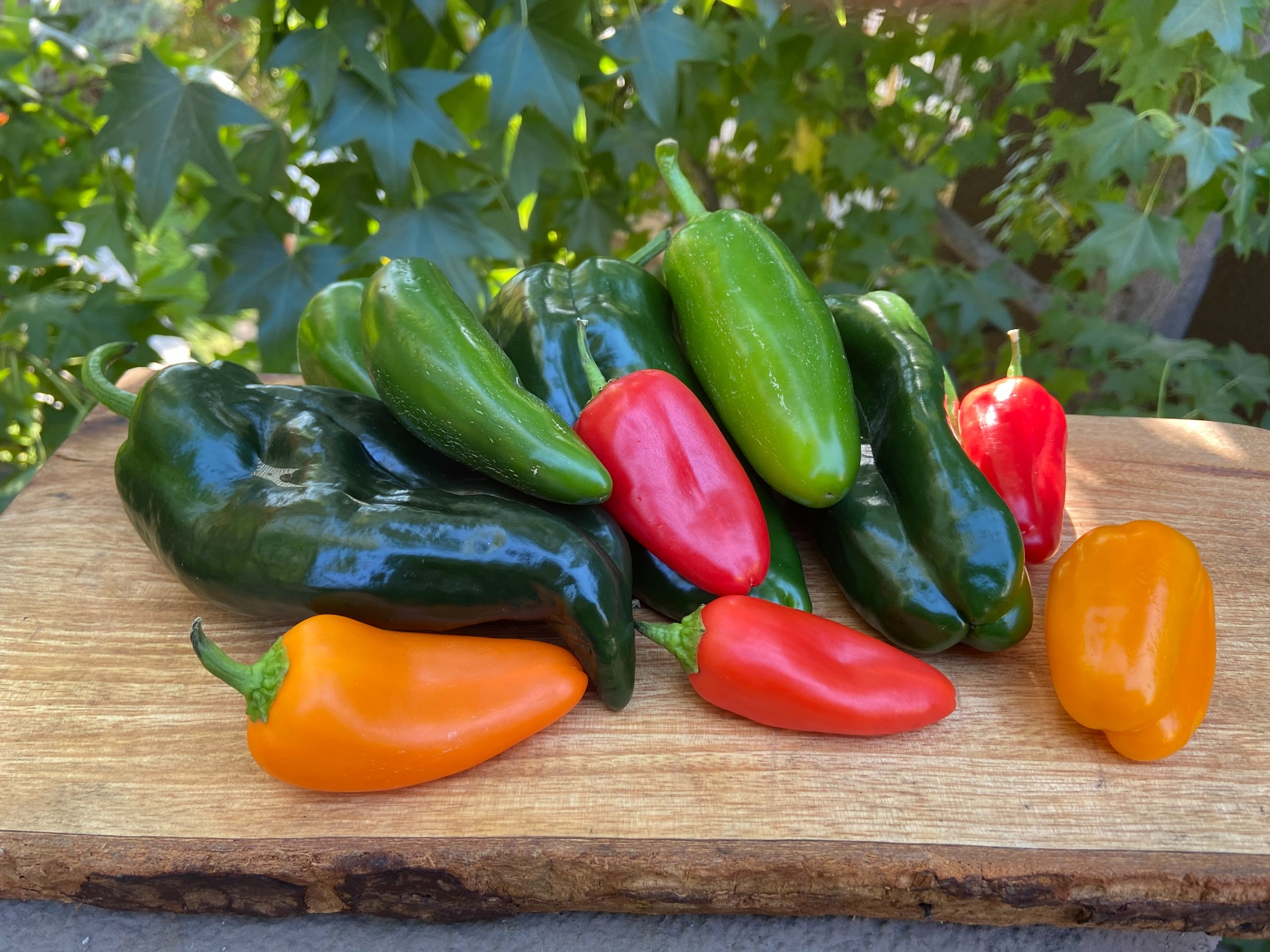 Fresh peppers for Mas Tamales